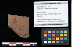 Foto (Objekt + Etikett) von Glyptostrobus europaeus Brongniart (NHMW-GEO-2024-0188-0158)